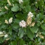 Clethra alnifoliaKvet