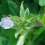 Echium parviflorum Flor