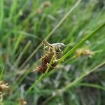 Rhynchospora fusca Flower