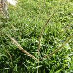 Dichanthium annulatum फूल