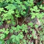 Dicentra eximia Blatt