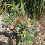 Pachystegia insignis Flor