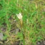 Carex depressa Blüte