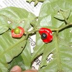 Heisteria costaricensis Fruit