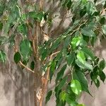 Ficus benjamina 叶