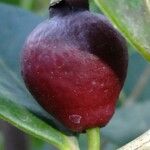 Psidium cattleianum Drugo