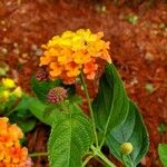 Lantana camara L.Floare