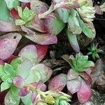 Sedum palmeri ഇല