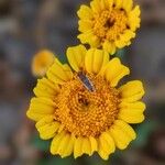 Glebionis segetum Flower