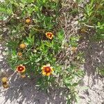 Gaillardia pulchella Květ