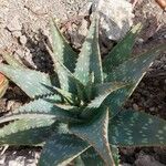 Aloe maculata Leaf