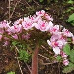 Darmera peltata Fiore