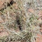 Cylindropuntia tunicata عادت