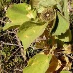 Abutilon pannosum Leht