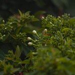 Combretum indicum Outro