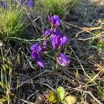 Polygala microphylla Fiore