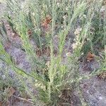 Conyza bonariensis 叶