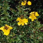 Oenothera tetragona Bloem