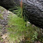 Pinus attenuata অভ্যাস