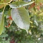 Alnus formosana Leaf