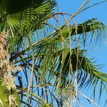 Washingtonia filifera Fruit