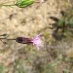 Crupina vulgaris Λουλούδι