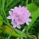 Armeria maritimaFlor