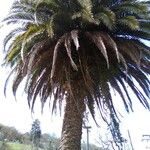 Phoenix canariensis Blüte