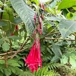 Fuchsia boliviana Kvet