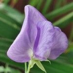 Lathyrus hirsutus Цвят