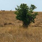 Vangueria madagascariensis Habitat