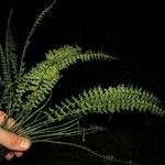 Asplenium dregeanum Leaf