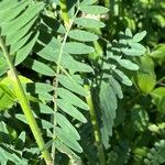 Onobrychis viciifolia Leaf