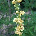 Verbascum nigrumЦвят