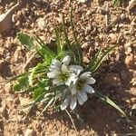 Colchicum europaeumFlower