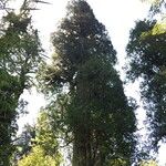 Fitzroya cupressoides Yeri