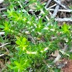 Agathosma capensis Hoja