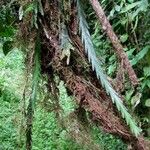 Lockhartia endresiana Bark