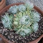 Echeveria elegans Leaf