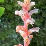 Orobanche hederae Blomma