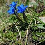 Gentiana verna ശീലം