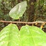 Anaxagorea crassipetala Leaf
