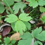 Ranunculus repens Leaf