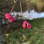 Euonymus europaeus Frutto