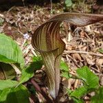 Arisaema serratum Flower