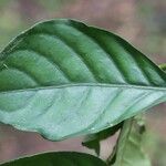 Psychotria cupularis Yaprak