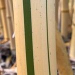 Phyllostachys vivax Bark