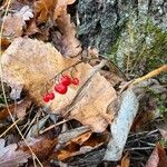 Convallaria majalisFruit