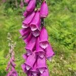 Digitalis thapsi फूल