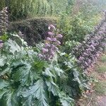 Acanthus mollisFlower